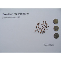 CYPRYŚNIK MEKSYKAŃSKI Taxodium mucronatum