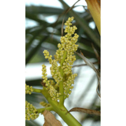 SZORSTKOWIEC FORTUNEGO Trachycarpus fortunei