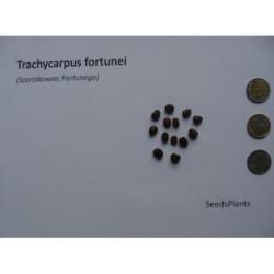 SZORSTKOWIEC FORTUNEGO Trachycarpus fortunei