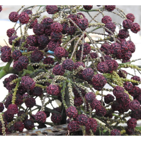 RUDRAKSHA Elaeocarpus Ganitrus