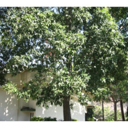 RUDRAKSHA Elaeocarpus Ganitrus