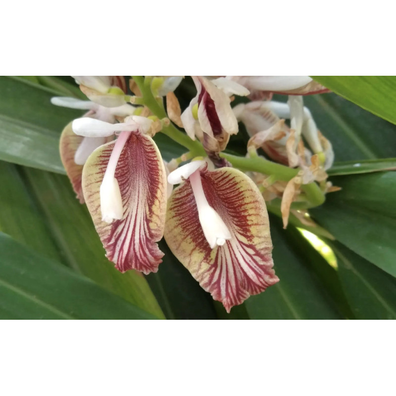 ZIELONY KARDAMON Elettaria cardamomum