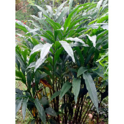 ZIELONY KARDAMON Elettaria cardamomum