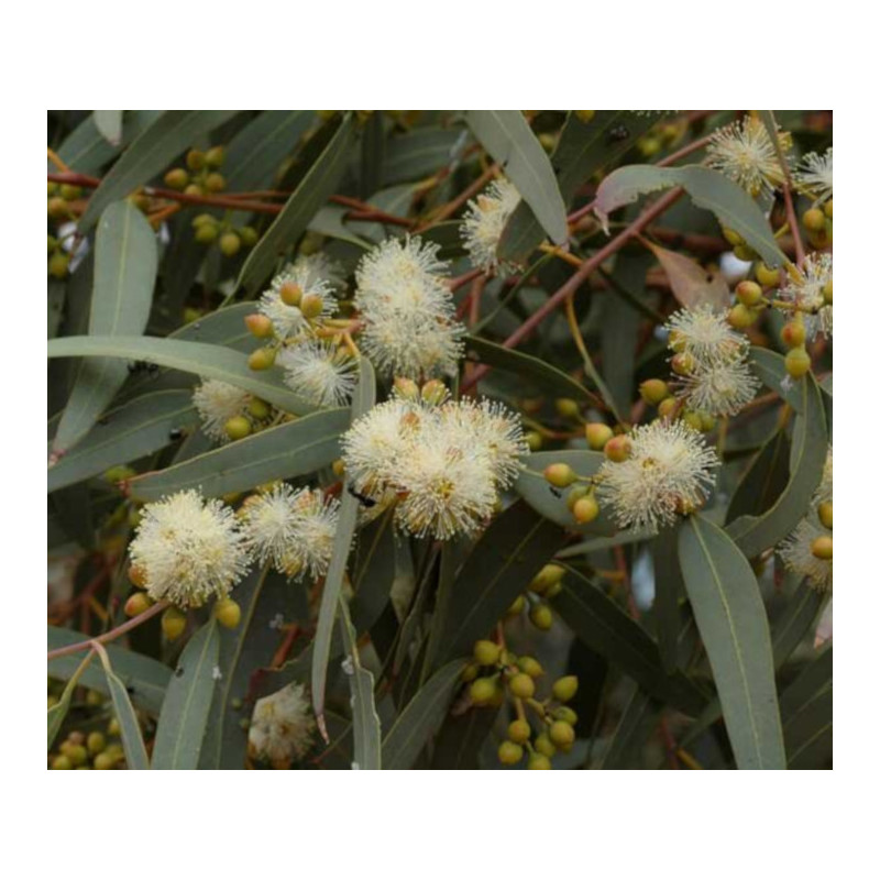 GUMA RZECZNA Eucalyptus camaldulensis