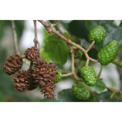 OLCHA OLSZA CZARNA Alnus glutinosa