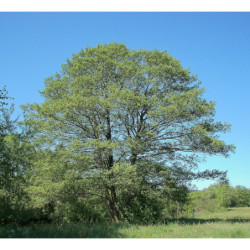 OLCHA OLSZA CZARNA Alnus glutinosa