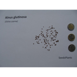 OLCHA OLSZA CZARNA Alnus glutinosa