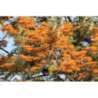 GREWILLA MOCNA Grevillea robusta
