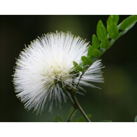 MIMOZA BIAŁA Leucaena Leucocephala