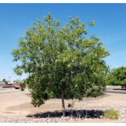 MIMOZA BIAŁA Leucaena Leucocephala