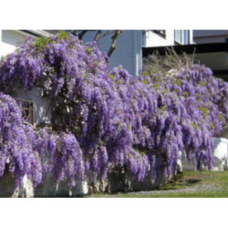  GLICYNIA CHIŃSKA Wisteria sinensis