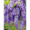  GLICYNIA CHIŃSKA Wisteria sinensis