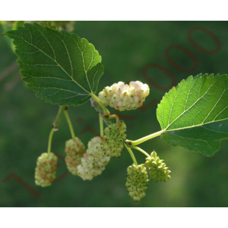 MORWA BIAŁA Morus alba