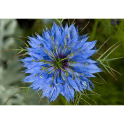 CZARNUSZKA SIEWNA  Nigella sativa
