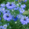 CZARNUSZKA SIEWNA  Nigella sativa