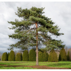 SOSNA POSPOLITA Pinus sylvestris