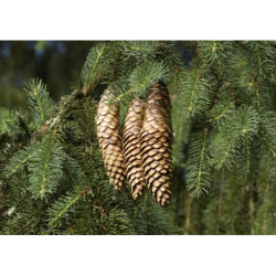 ŚWIERK POSPOLITY   Picea abies