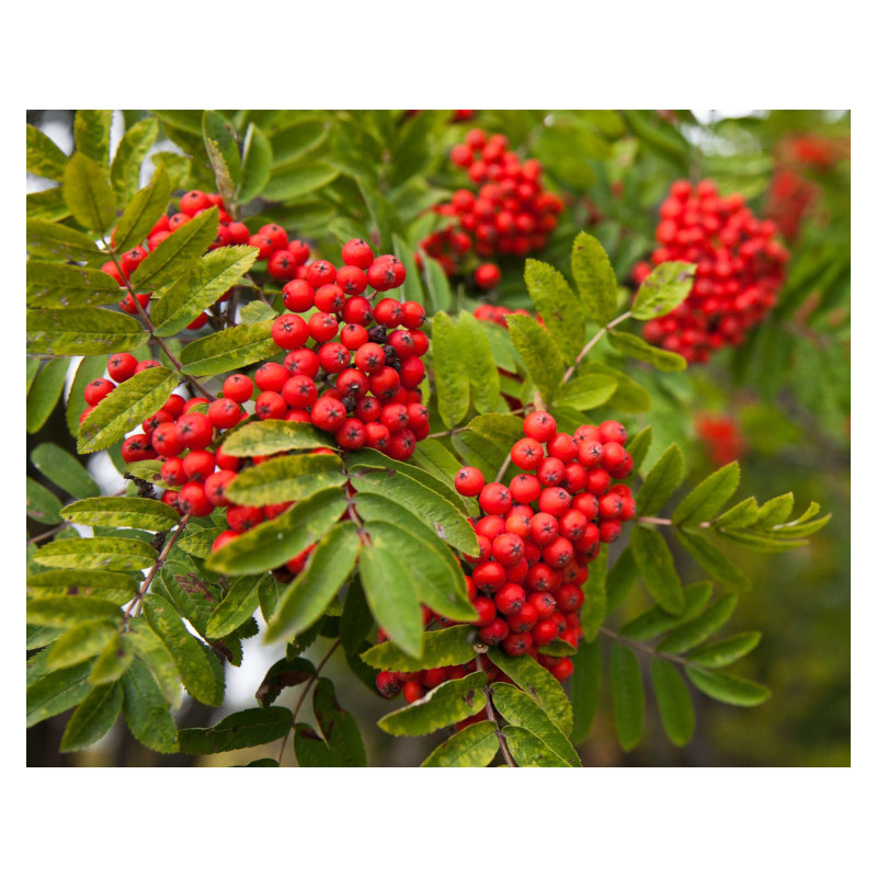 JARZĄB POSPOLITY  Sorbus aucuparia