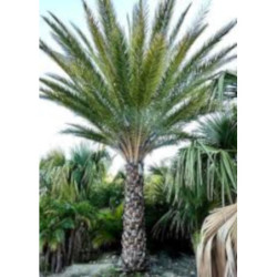 PALMA DAKTYLOWA SREBRNA Phoenix sylvestris