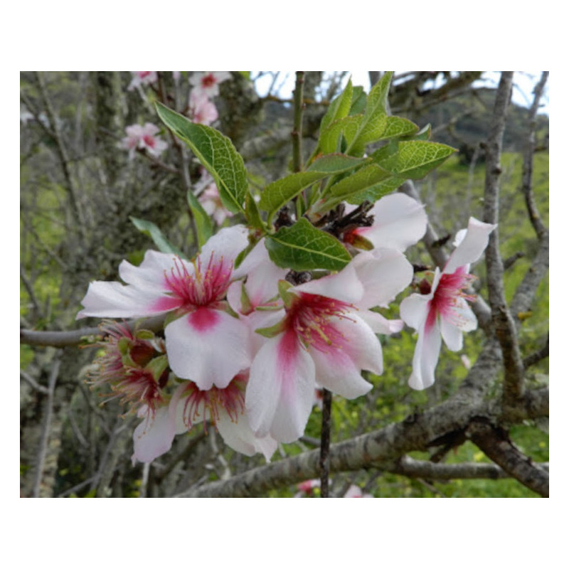 MIGDAŁOWIEC POSPOLITY  Prunus amygdalus