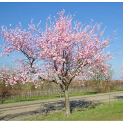 MIGDAŁOWIEC POSPOLITY  Prunus amygdalus