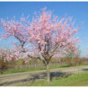 MIGDAŁOWIEC POSPOLITY  Prunus amygdalus