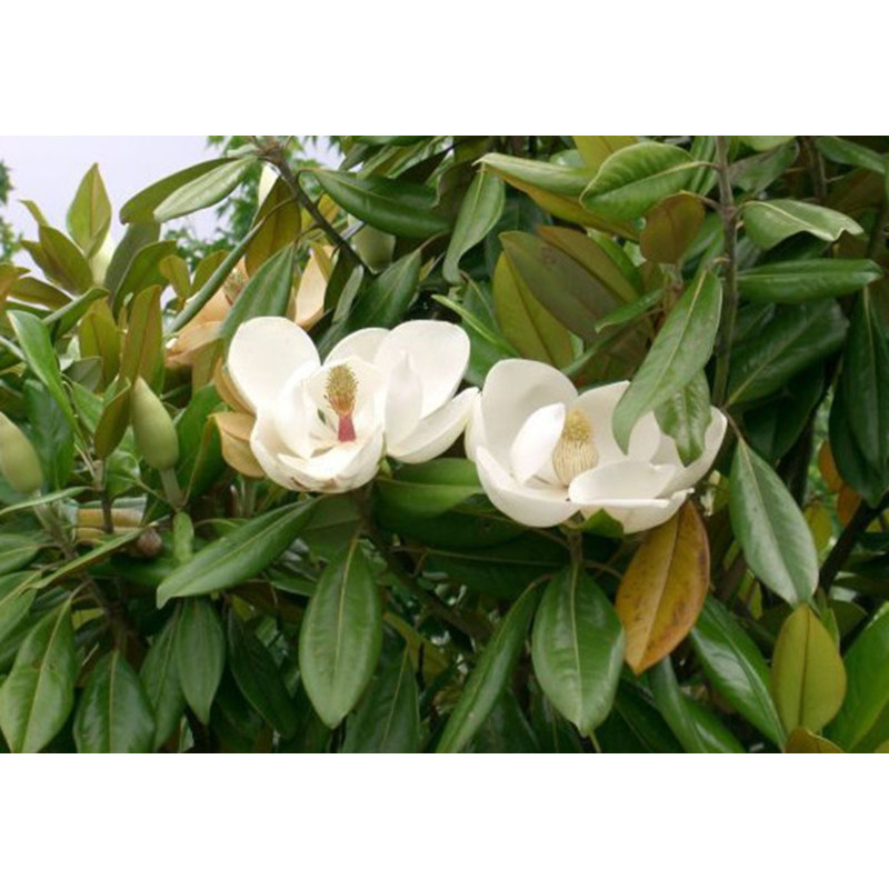 MAGNOLIA WIELKOKWIATOWA Magnolia grandiflora