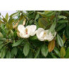 MAGNOLIA WIELKOKWIATOWA Magnolia grandiflora