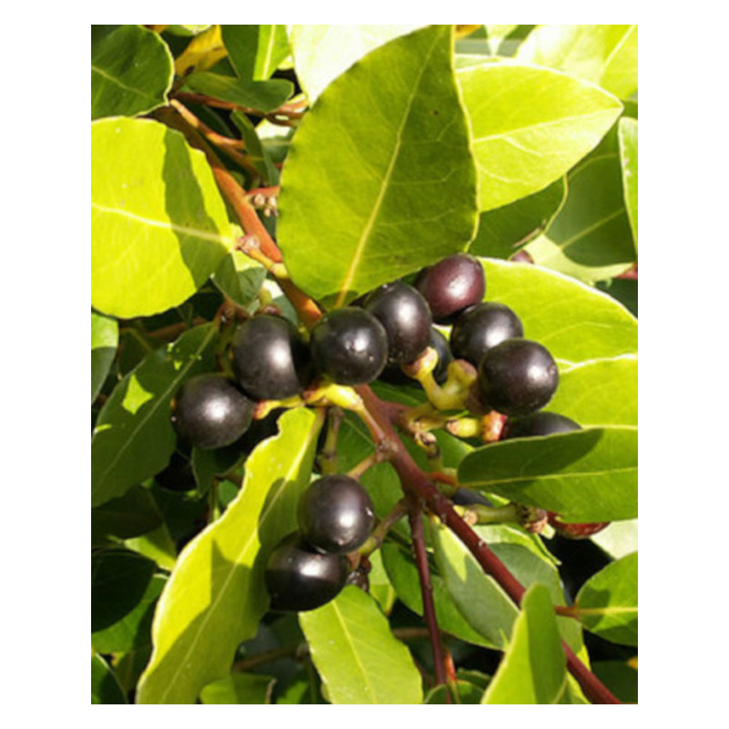 WAWRZYN SZLACHETNY Laurus nobilis