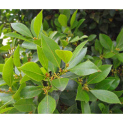 WAWRZYN SZLACHETNY Laurus nobilis