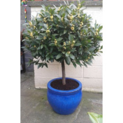 WAWRZYN SZLACHETNY Laurus nobilis