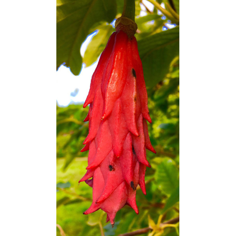 MAGNOLIA SIEBOLDA Magnolia sieboldii