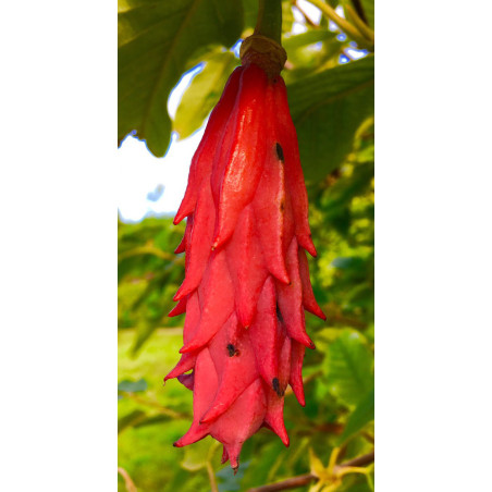 MAGNOLIA SIEBOLDA Magnolia sieboldii