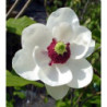 MAGNOLIA SIEBOLDA Magnolia sieboldii