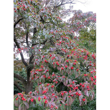 DEREŃ KWIECISTY Cornus florida