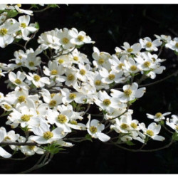 DEREŃ KWIECISTY Cornus florida