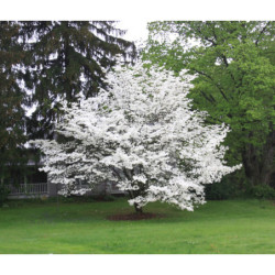 DEREŃ KWIECISTY Cornus florida