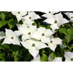 DEREŃ KAUSA CHINSKI Cornus kausa chinensis