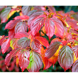 DEREŃ KAUSA CHINSKI Cornus kausa chinensis