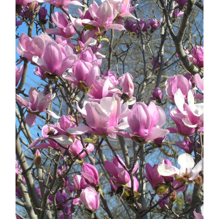 MAGNOLIA POŚREDNIA Magnolia soulangeana