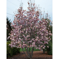 MAGNOLIA POŚREDNIA Magnolia soulangeana