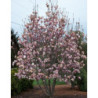 MAGNOLIA POŚREDNIA Magnolia soulangeana