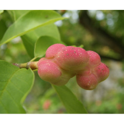 MAGNOLIA POŚREDNIA Magnolia soulangeana