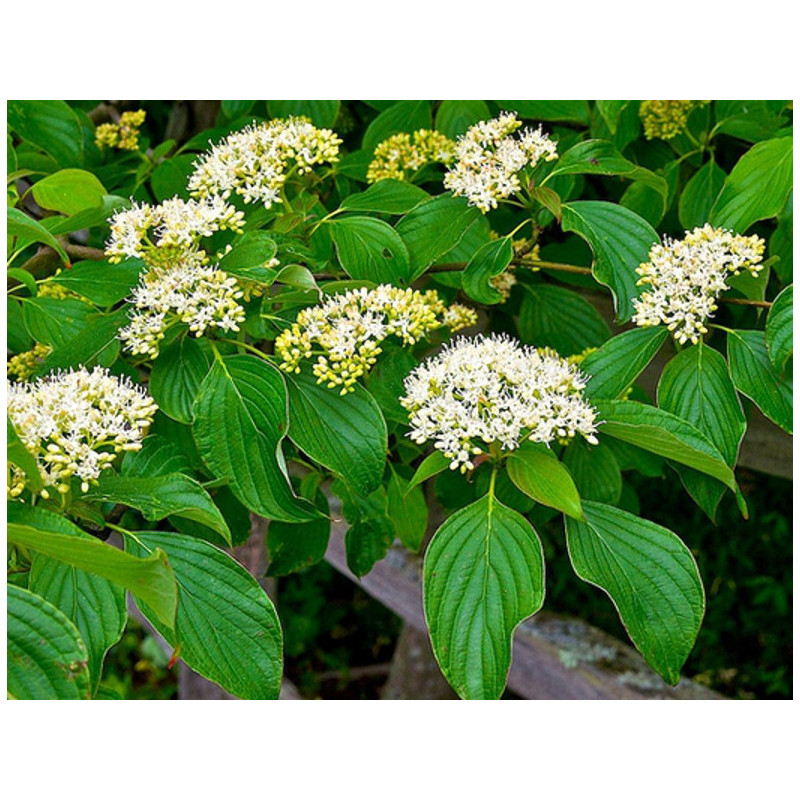 DEREŃ SKRĘTOLISTNY Cornus alternifolia