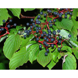 DEREŃ SKRĘTOLISTNY Cornus alternifolia