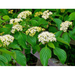 DEREŃ SKRĘTOLISTNY Cornus alternifolia
