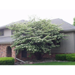 DEREŃ SKRĘTOLISTNY Cornus alternifolia