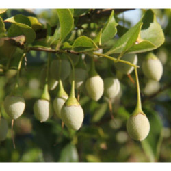 STYRAK JAPOŃSKI Styrax japonica