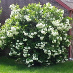 KALINA KANADYJSKA Viburnum lentago