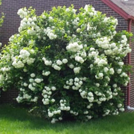 KALINA KANADYJSKA Viburnum lentago